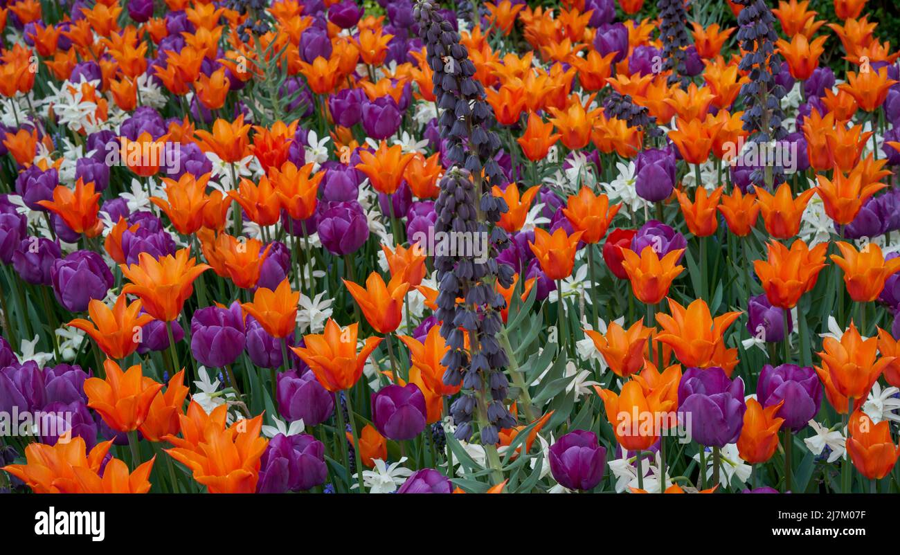 Des fleurs de tulipa florales luxuriantes, colorées, orange et violette, se rapprochent Banque D'Images