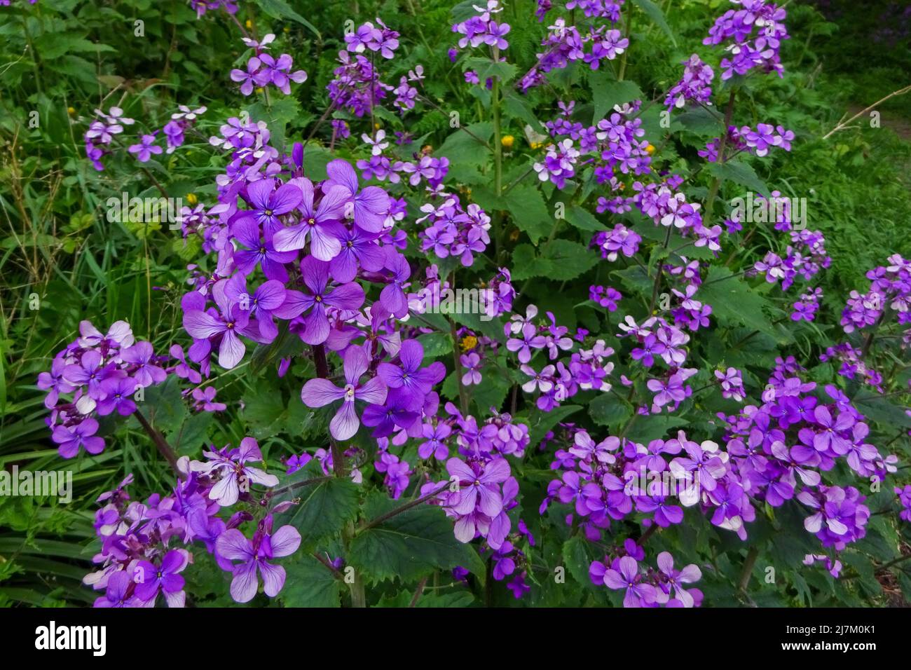 Honesty, ou Lunaria (Lunaria annua), une plante de jardin de chalet. Banque D'Images