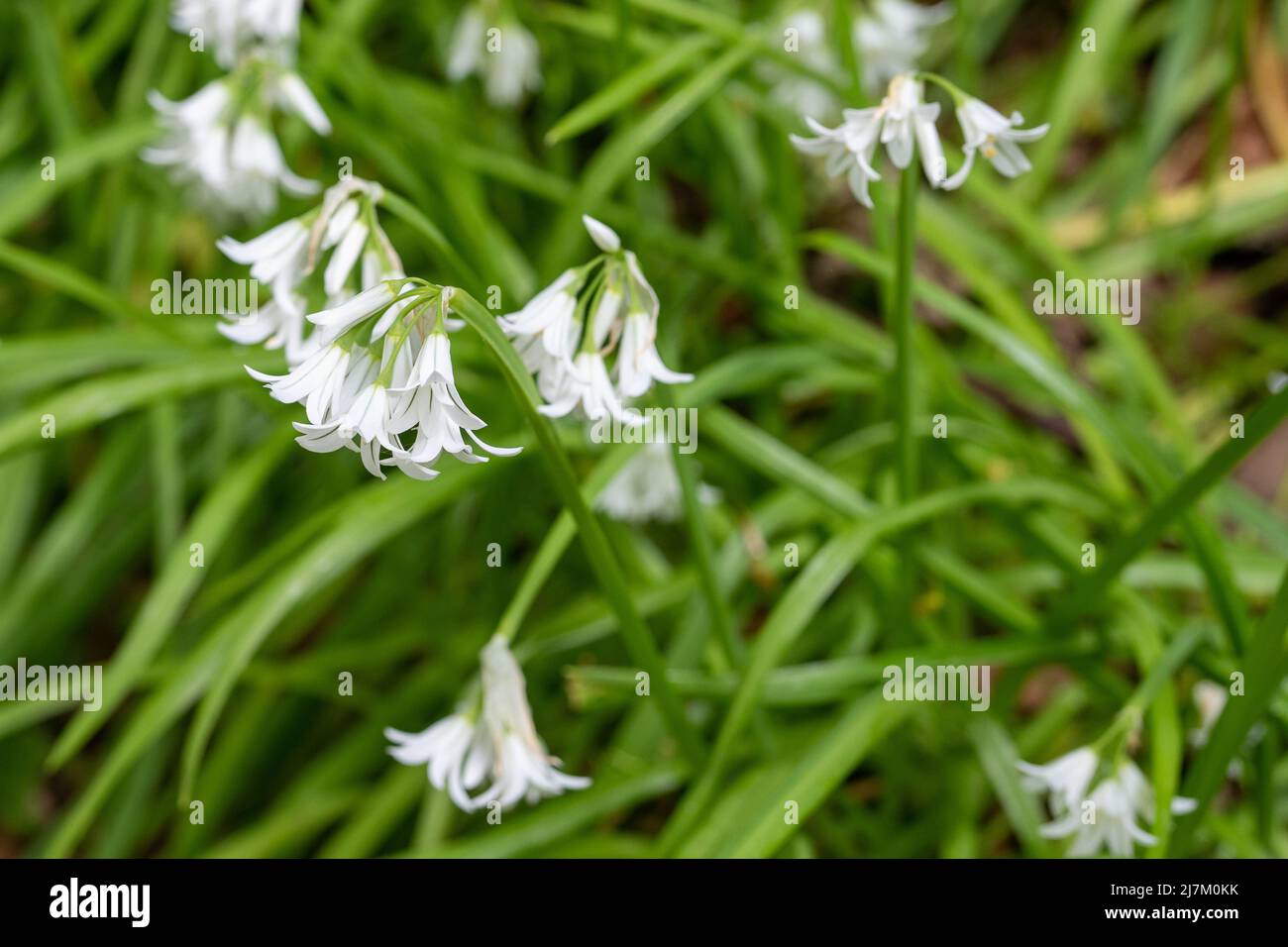 La plante comestible, le poireau à trois corneaux (Allium triquetrum) en fleur au Royaume-Uni. Banque D'Images
