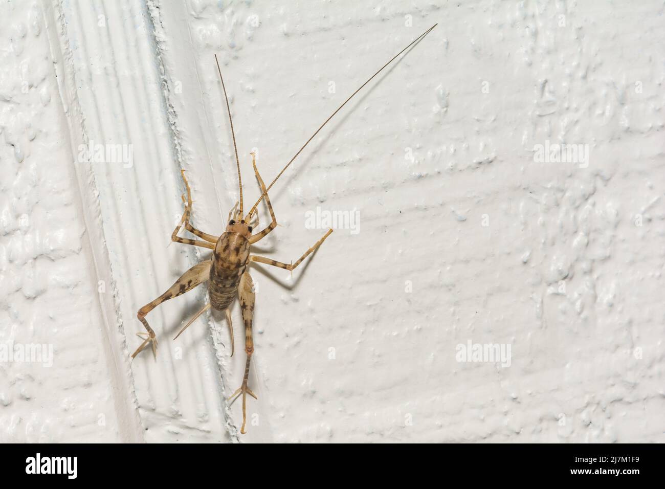 Un gros plan d'un Camel Cricket grimpant le mur dans un sous-sol. Banque D'Images