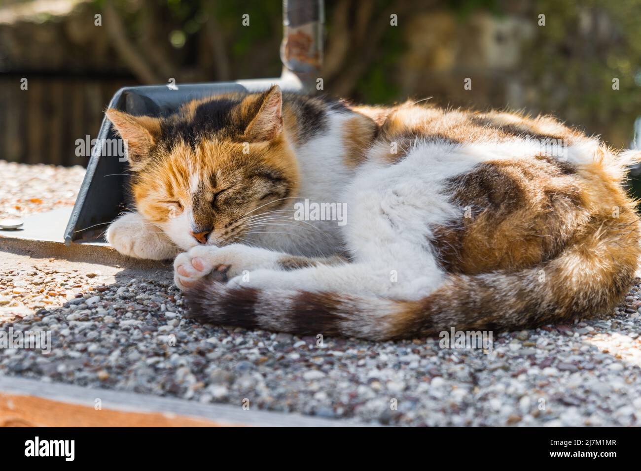 chat dormant au soleil en Turquie. Chaton de rue turc dormant confortablement en été Banque D'Images