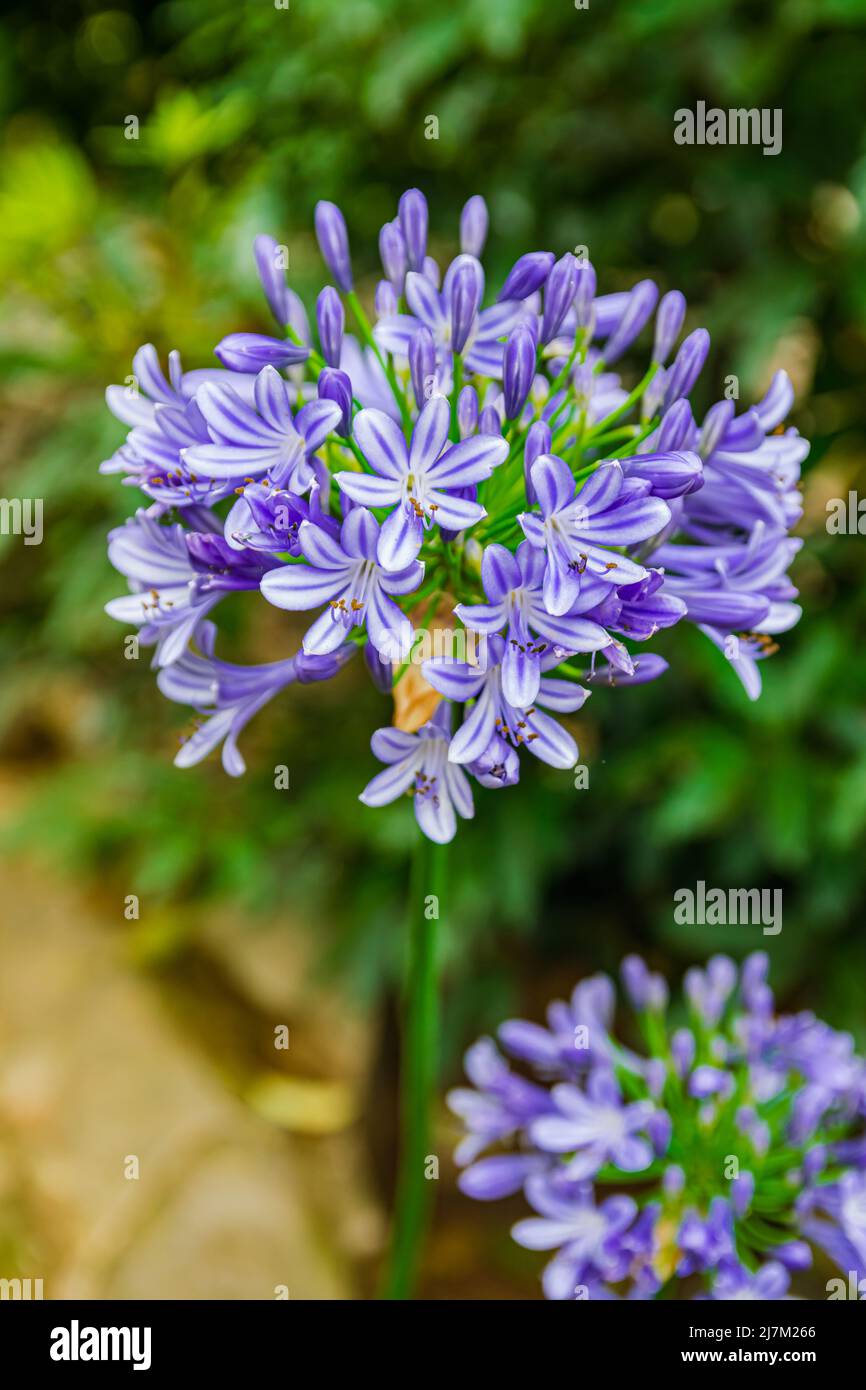 Agapanthe commun (Agapanthus praecox), avec fond de feuilles vertes Banque D'Images