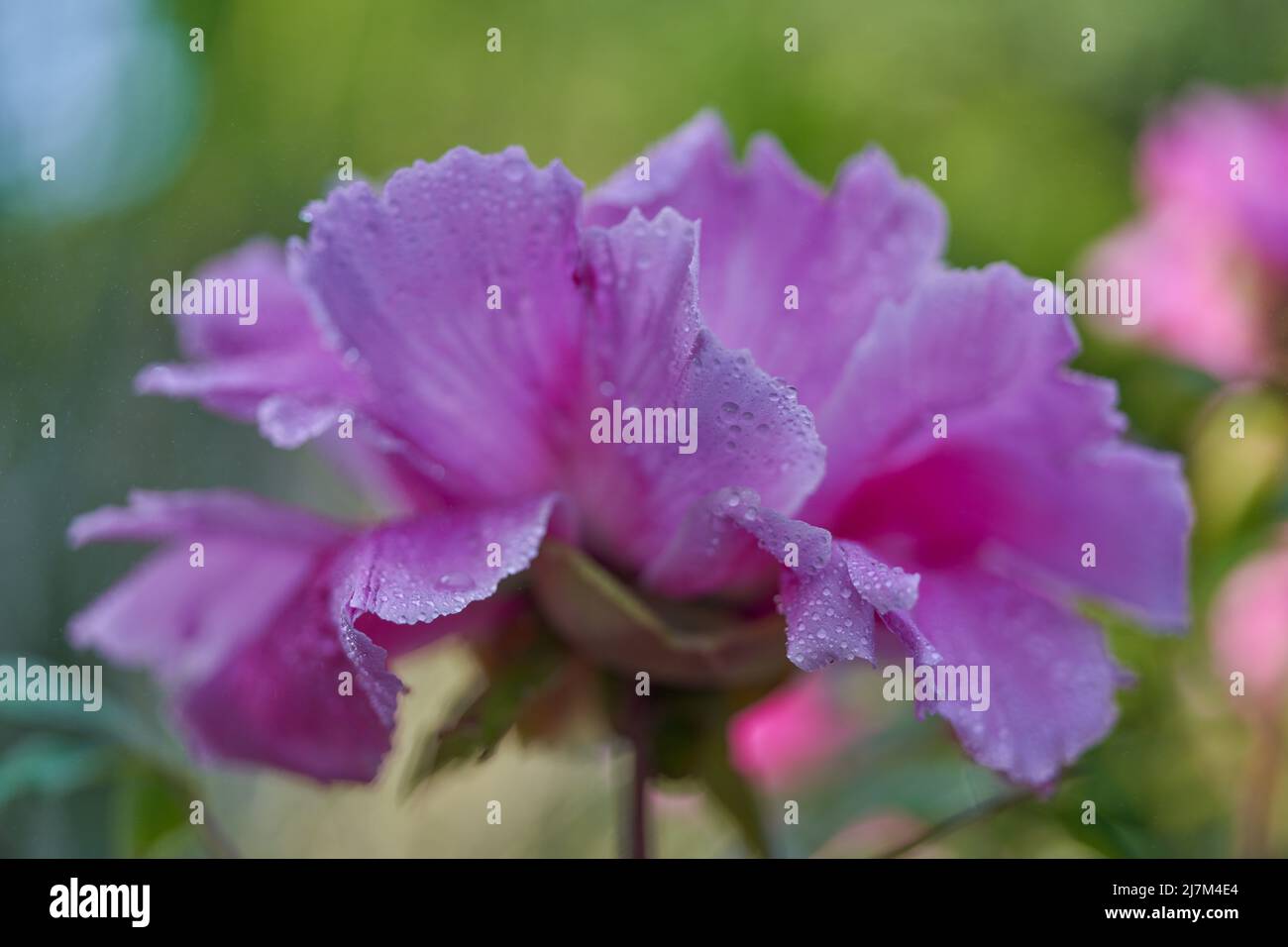 Pivoine rose luxuriante et colorée, fleurs de paeonia en gros plan Banque D'Images