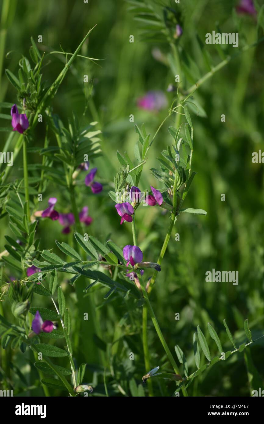 Un Vetch commun brille dans un Meadow Banque D'Images