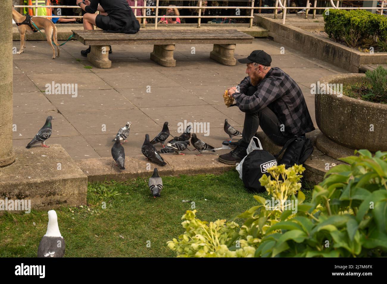Homme nourrissant des pigeons (Columbidae) avec du pain au célèbre marché Norwich norwich norfolk england Banque D'Images