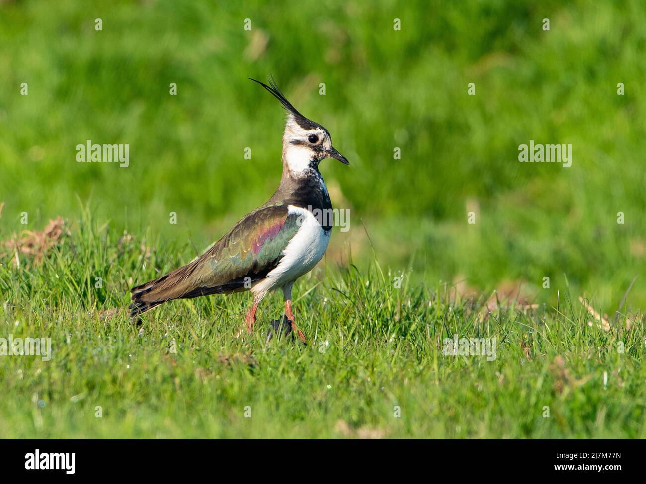 A Lapwing on Farland, Whitewell, Clitheroe, Lancashire, Royaume-Uni. Banque D'Images