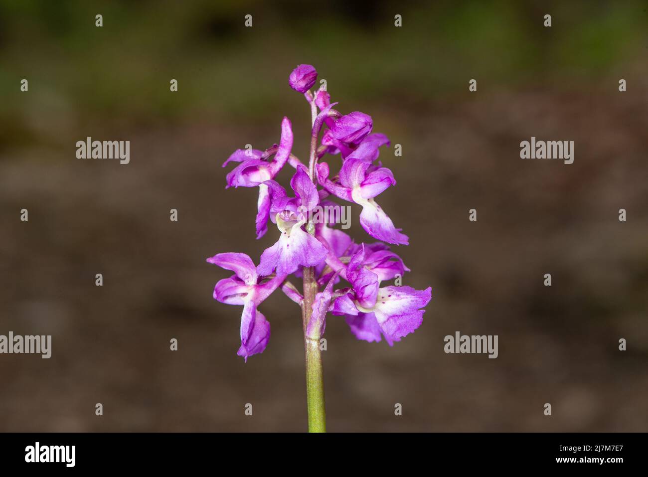 Une Orchidée pourpre précoce, Arnside, Milnthorpe, Cumbria, Royaume-Uni Banque D'Images