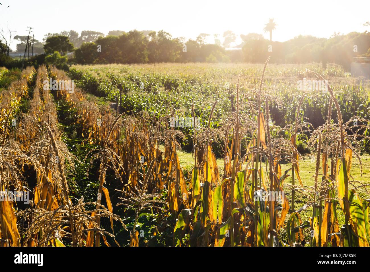 Vue panoramique sur les cultures vertes qui poussent dans une ferme biologique contre un ciel clair pendant la journée ensoleillée, espace copie Banque D'Images