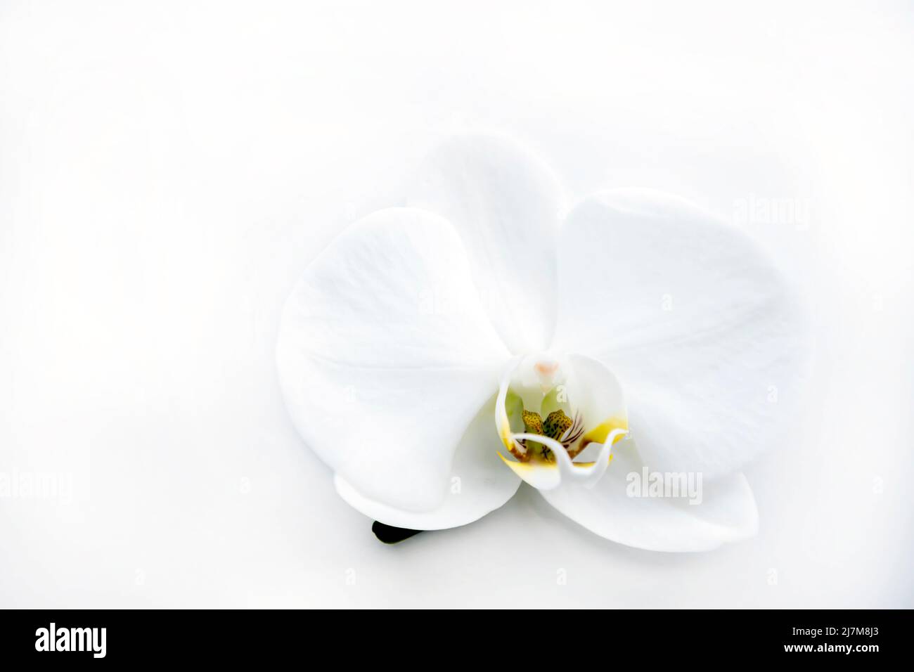 Fleur d'orchidée blanche sur une table blanche. Banque D'Images