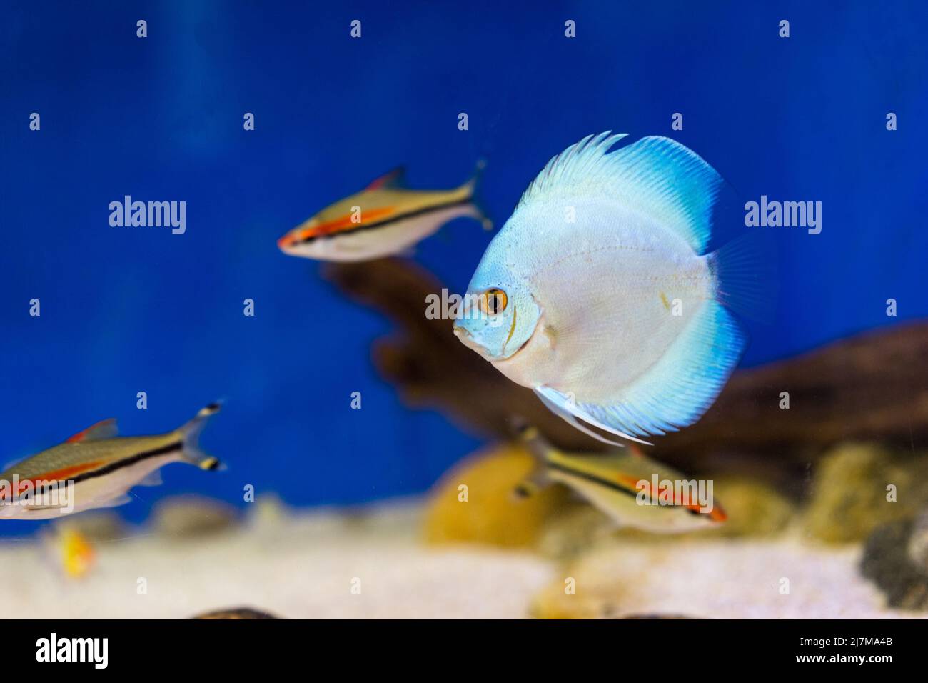 Poisson en aquarium Banque D'Images