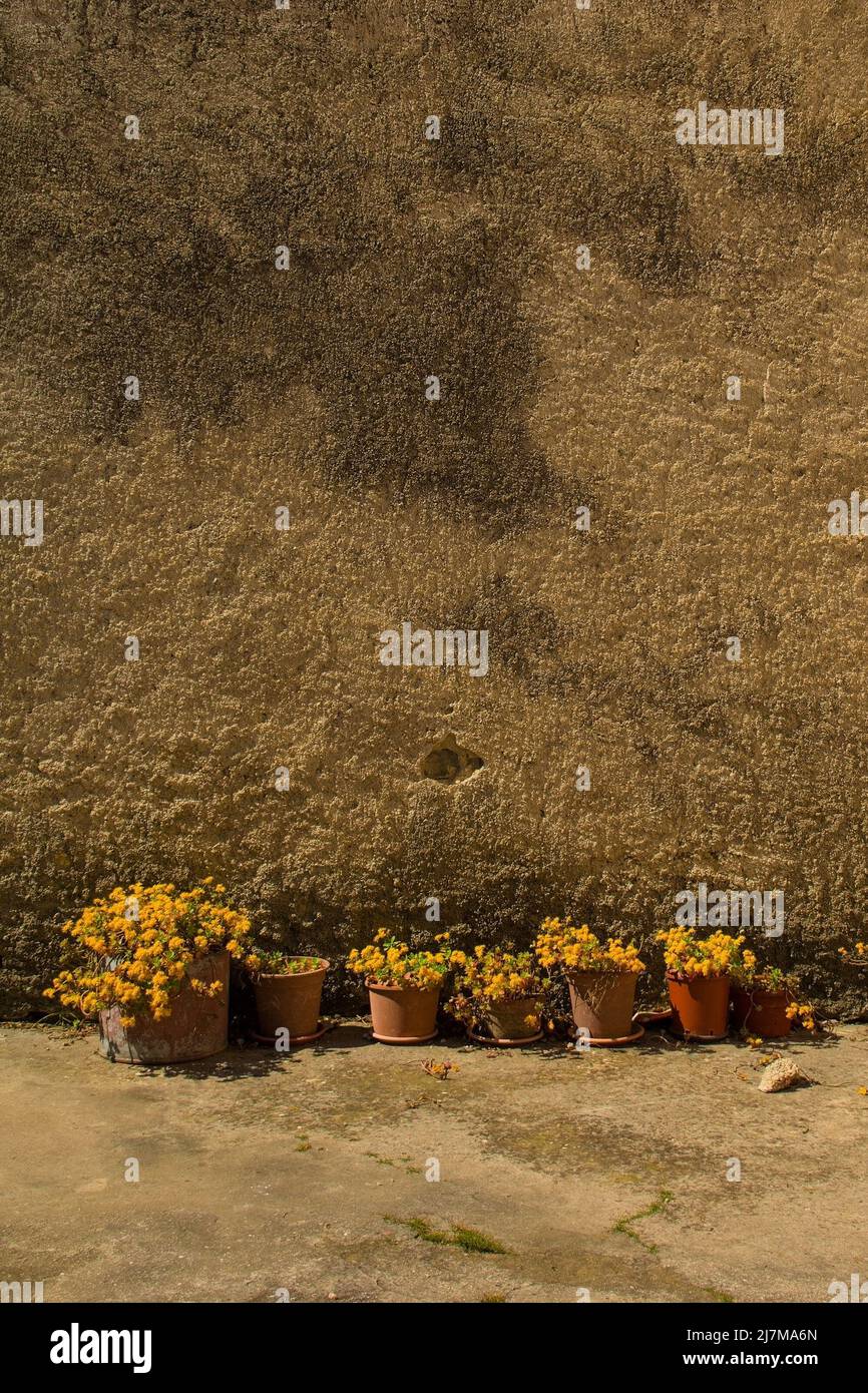 Sept pots de plantes à fleurs jaunes alignés sur un mur dans le village de Roc en Istrie, dans l'ouest de la Croatie Banque D'Images