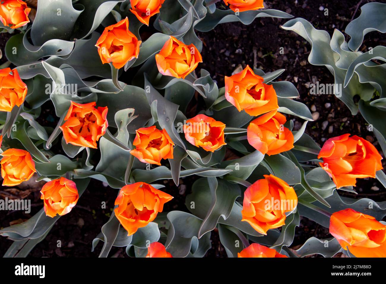 Vue de dessus des tulipes de couleur orange ou corail Banque D'Images