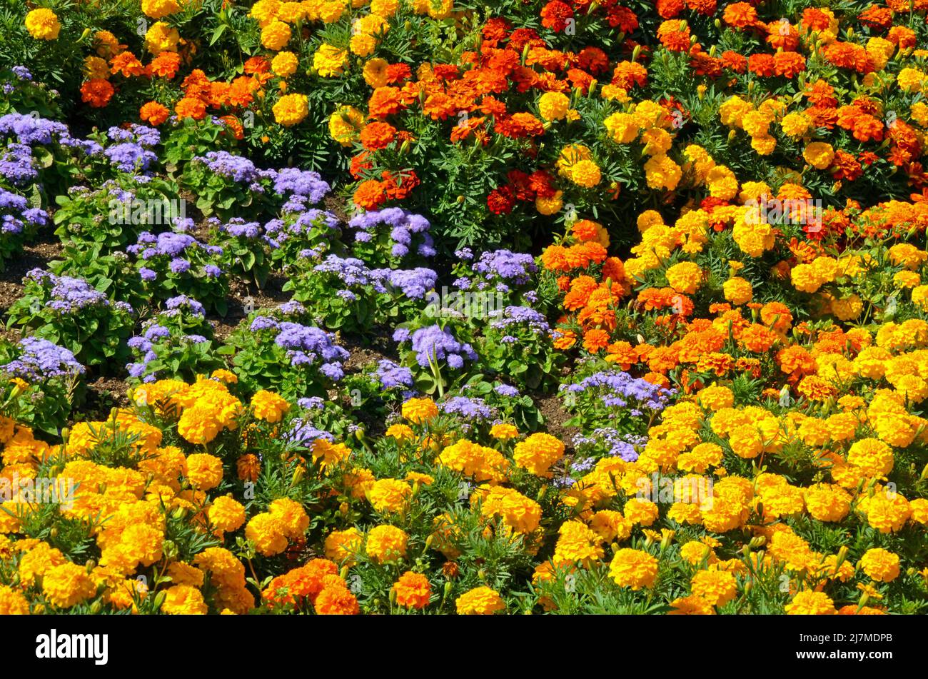 Beau jardin fleuri de marigold coloré Banque D'Images
