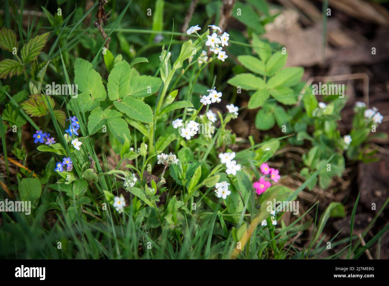 Forget-me-not (Myosotis) Banque D'Images