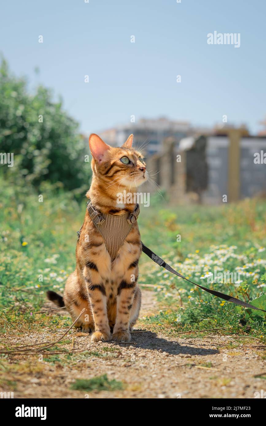 Portrait d'un chat Bengale sur le fond de la nature et des maisons. Tir vertical. Banque D'Images