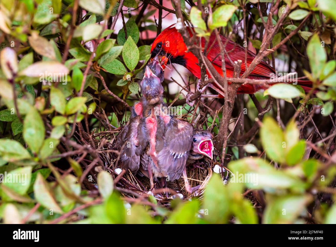 Cardinal du Nord mâle, Cardinalis Cardinalis, nourrissant des jeunes fleurs dans le nid Banque D'Images