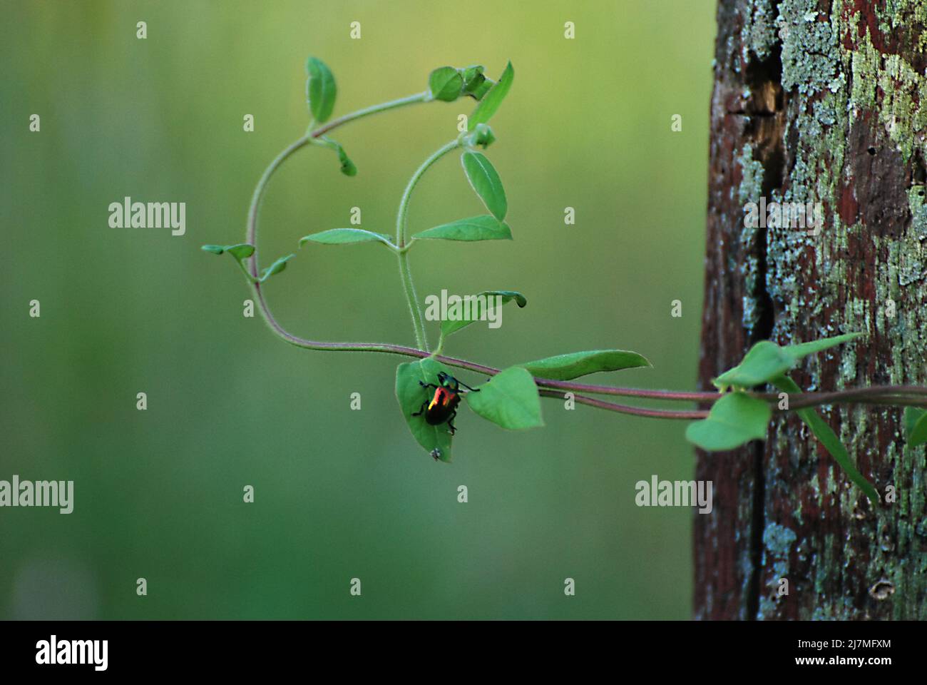 L'inscète de couleur vive repose sur une feuille de plante, à côté d'une bûche d'arbre moldy. Banque D'Images