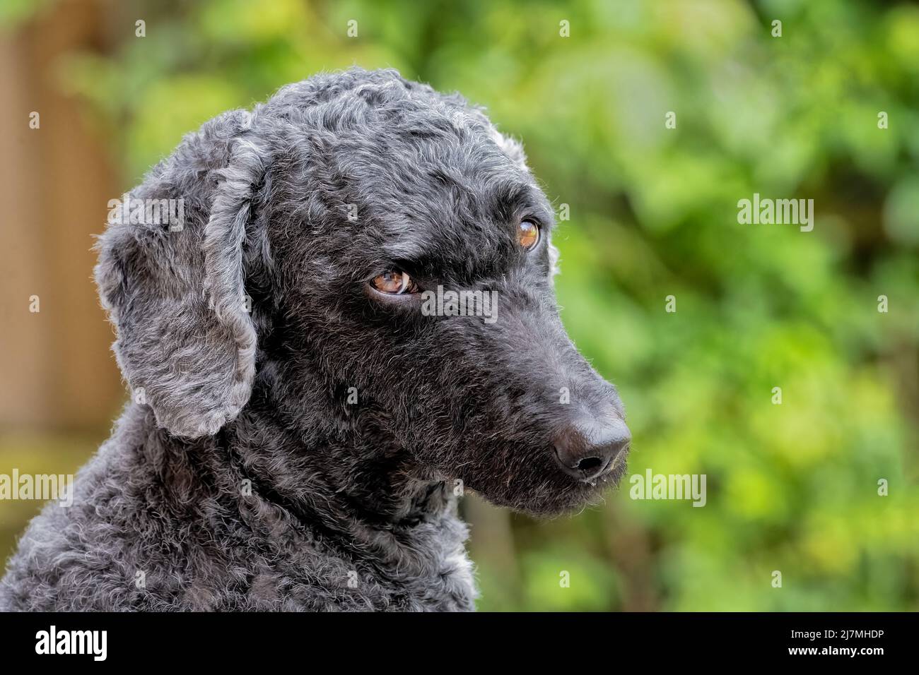 Un chien de Labradoodle à poil noir très triste Banque D'Images