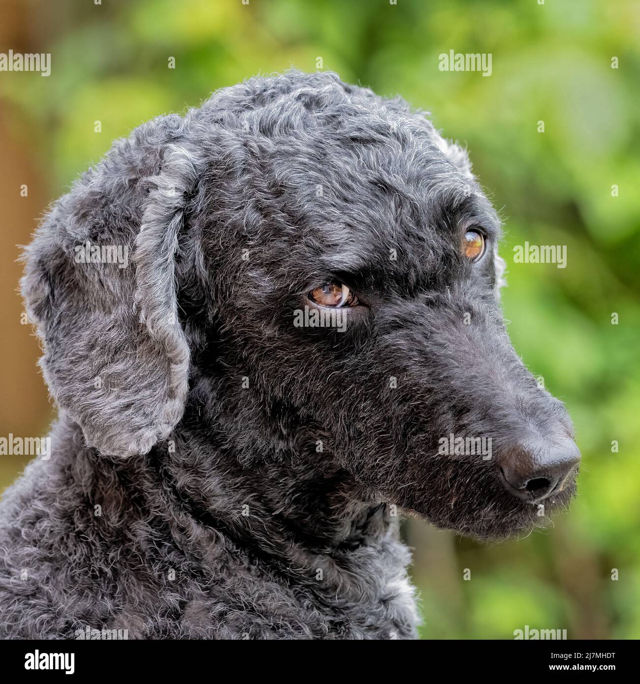 Un chien de Labradoodle à poil noir très triste Banque D'Images