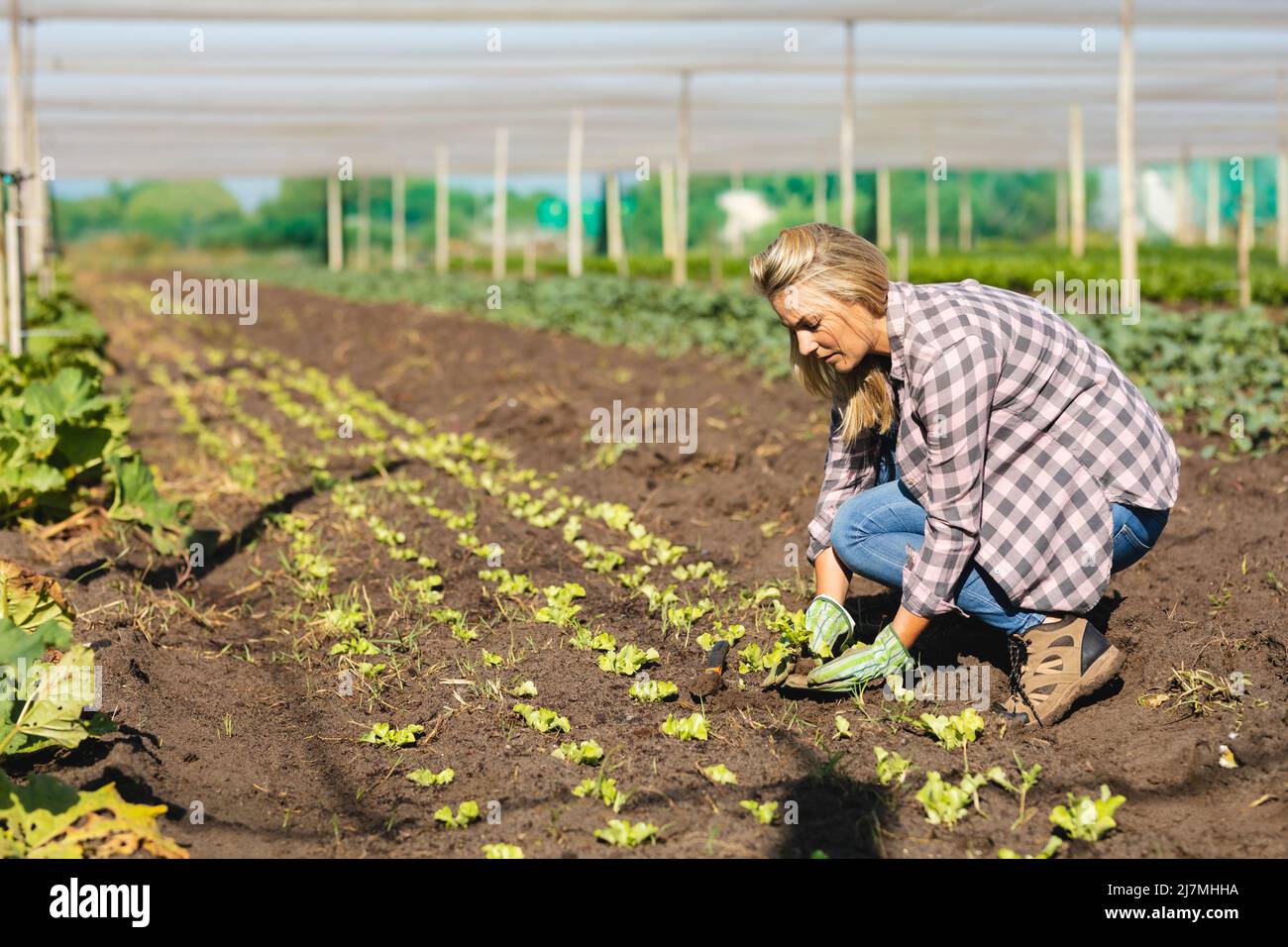 Focalisée femme caucasienne adulte de taille moyenne plantant des légumes sur terre en serre pendant une journée ensoleillée Banque D'Images