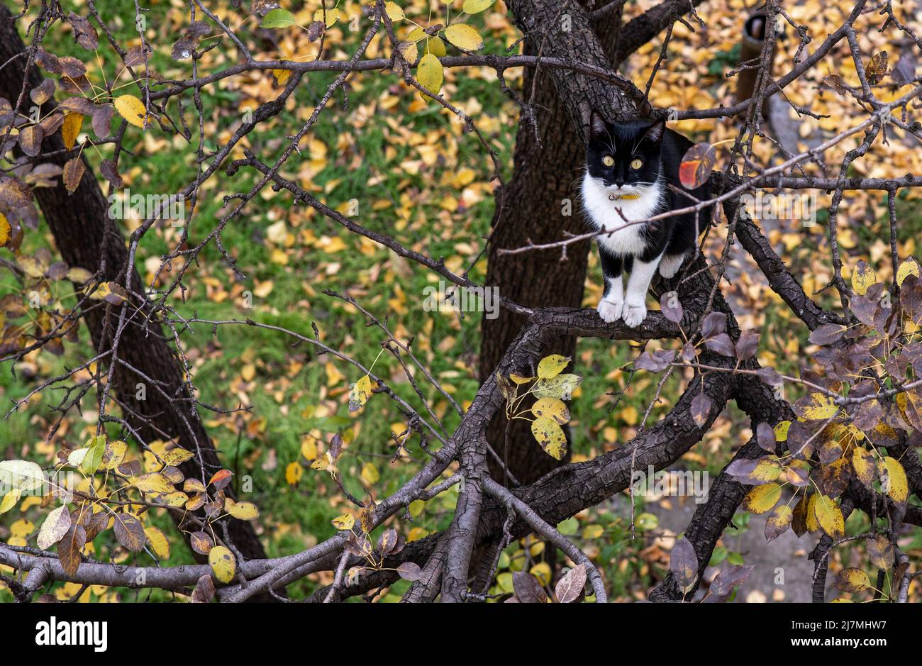 Un chat noir et blanc est assis dans les branches d'un arbre et observe curieusement et attentivement. Le chat monte et chasse sur un arbre d'automne. Banque D'Images