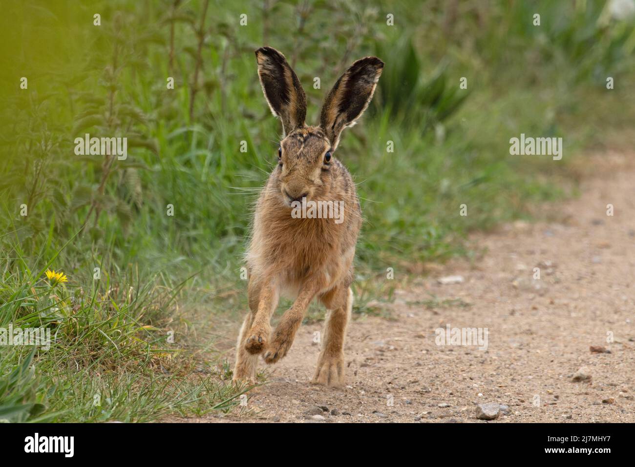 Lièvre brun (Lepus europaeus) Norfolk GB Royaume-Uni Mai 2022 Banque D'Images