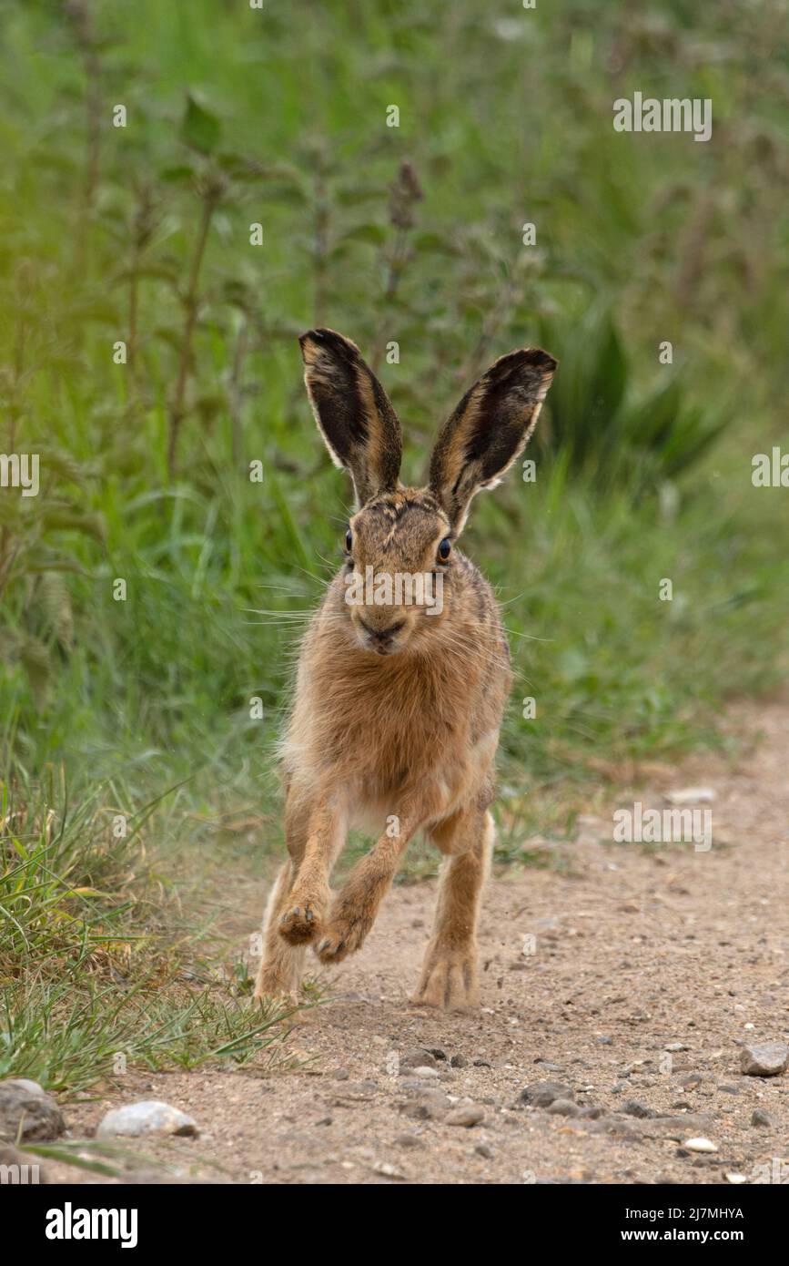 Lièvre brun (Lepus europaeus) Norfolk GB Royaume-Uni Mai 2022 Banque D'Images