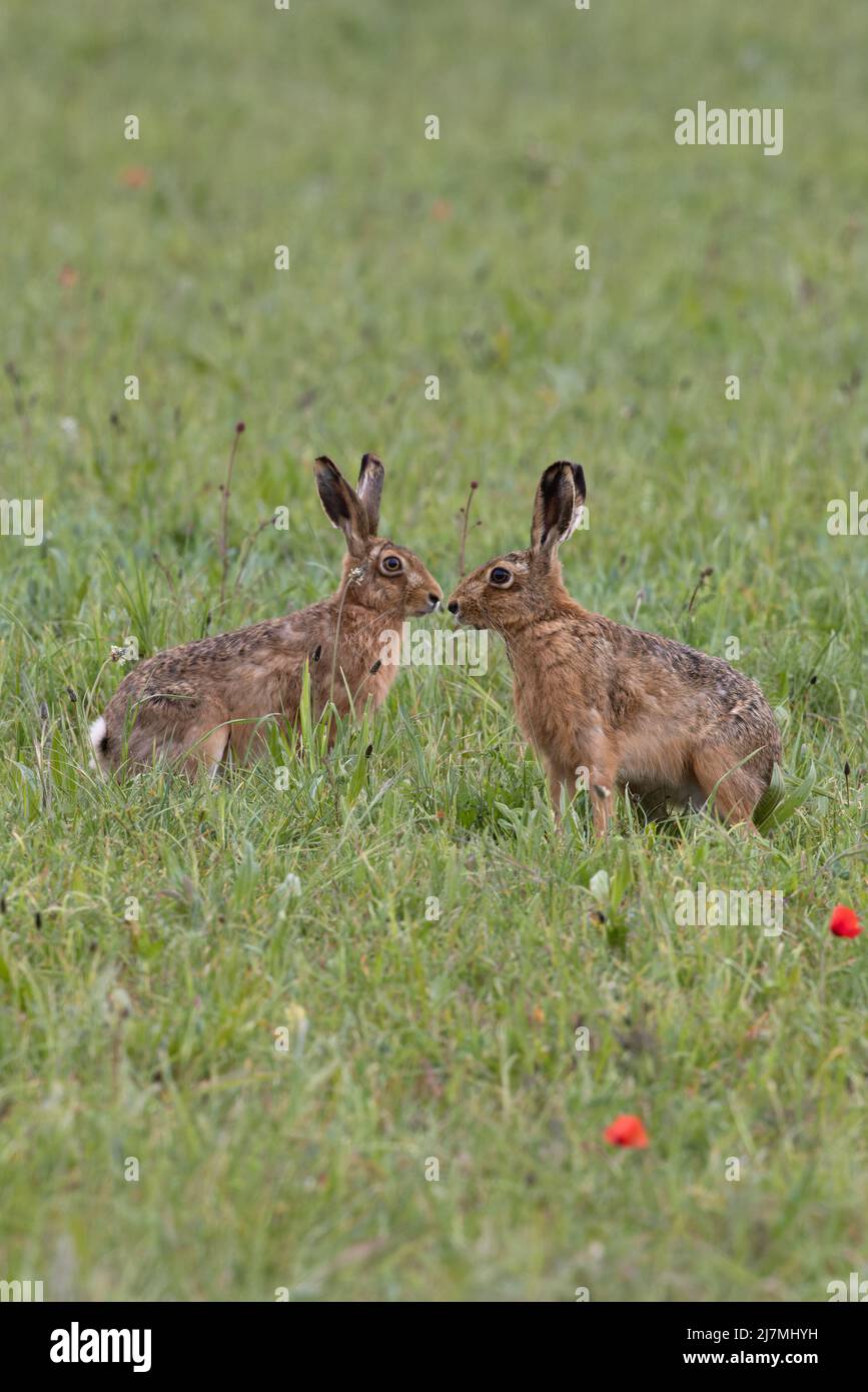 Lièvre brun (Lepus europaeus) Norfolk GB Royaume-Uni Mai 2022 Banque D'Images