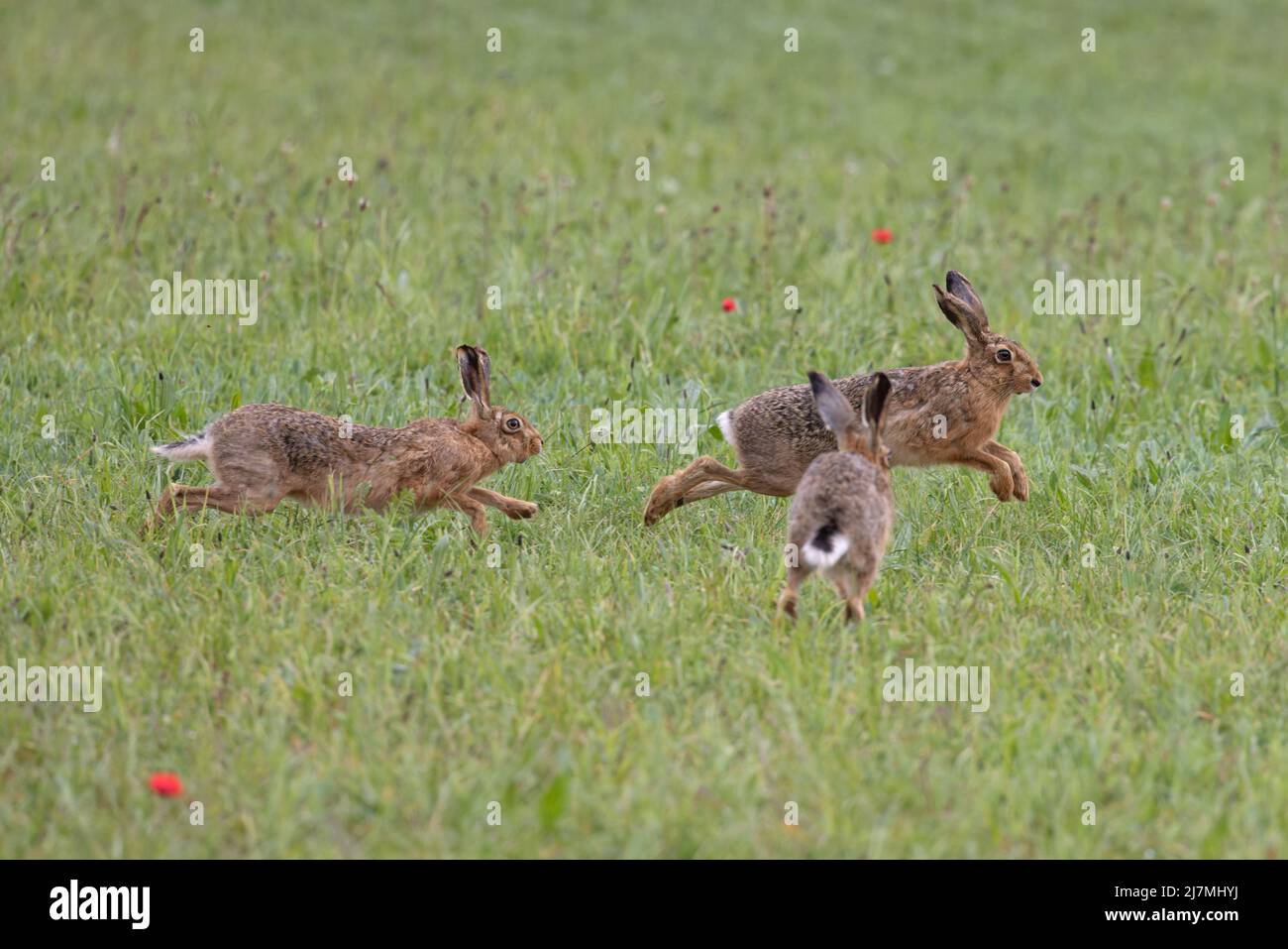 Lièvre brun (Lepus europaeus) Norfolk GB Royaume-Uni Mai 2022 Banque D'Images