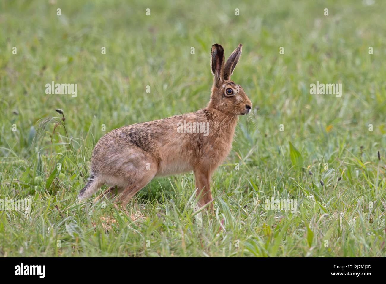 Lièvre brun (Lepus europaeus) Norfolk GB Royaume-Uni Mai 2022 Banque D'Images