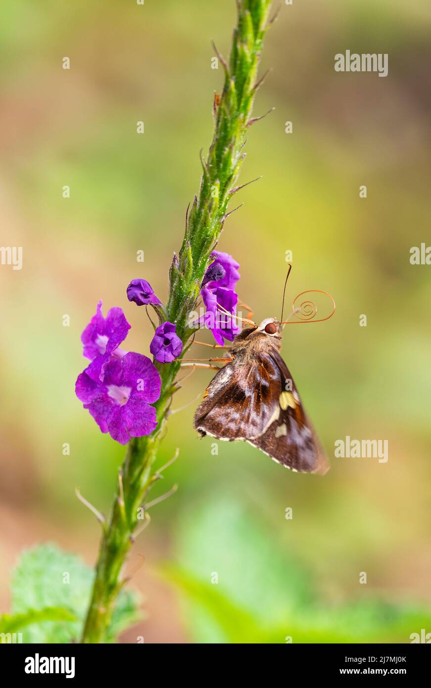 Papillon de skipper - Périchares adela, beau petit papillon des prairies et des prairies sud-américaines, Mindo, Equateur. Banque D'Images