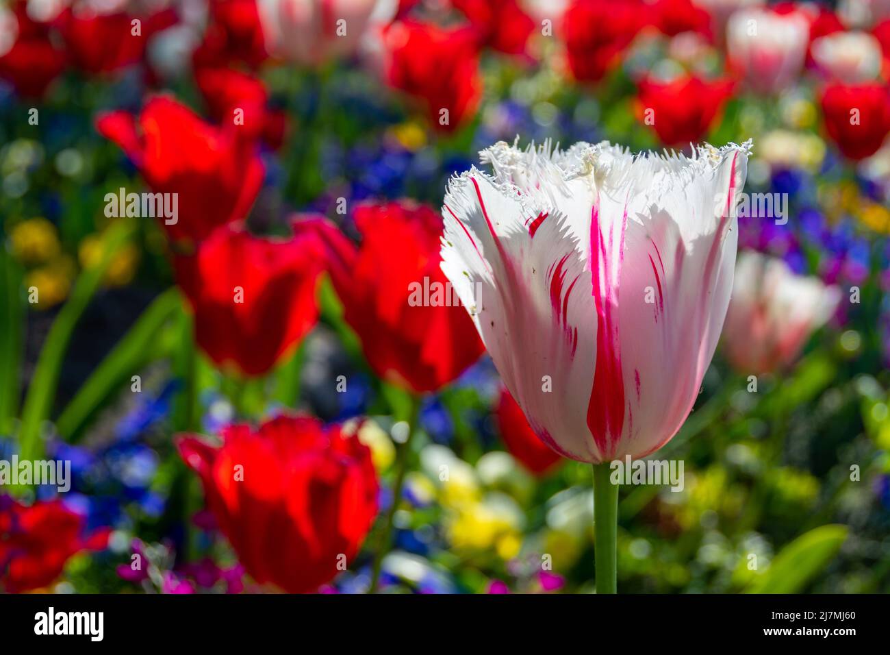 Gros plan d'un lit de tulipes coloré et lumineux, l'un rouge et blanc, l'autre rouge, à la lumière d'un après-midi de printemps Banque D'Images