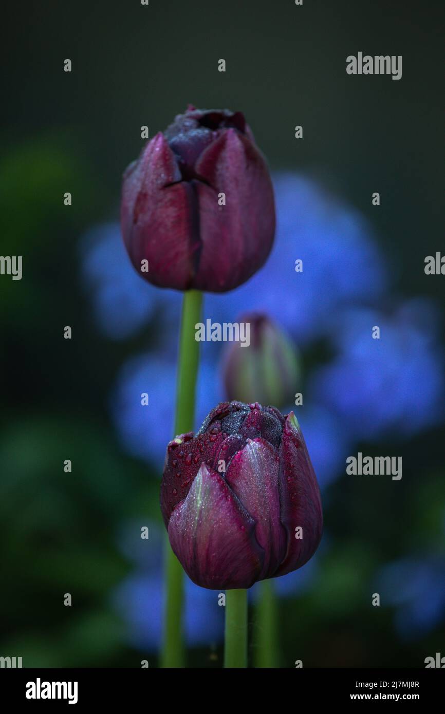 Tulipa 'Black Hero' (Tulip Black Hero) sur fond bleu (jacinthoides hispanica) Banque D'Images