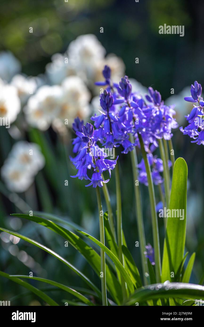 Jacinthoides hispanica avec Narcissus 'ir Winston Churchill' en arrière-plan Banque D'Images