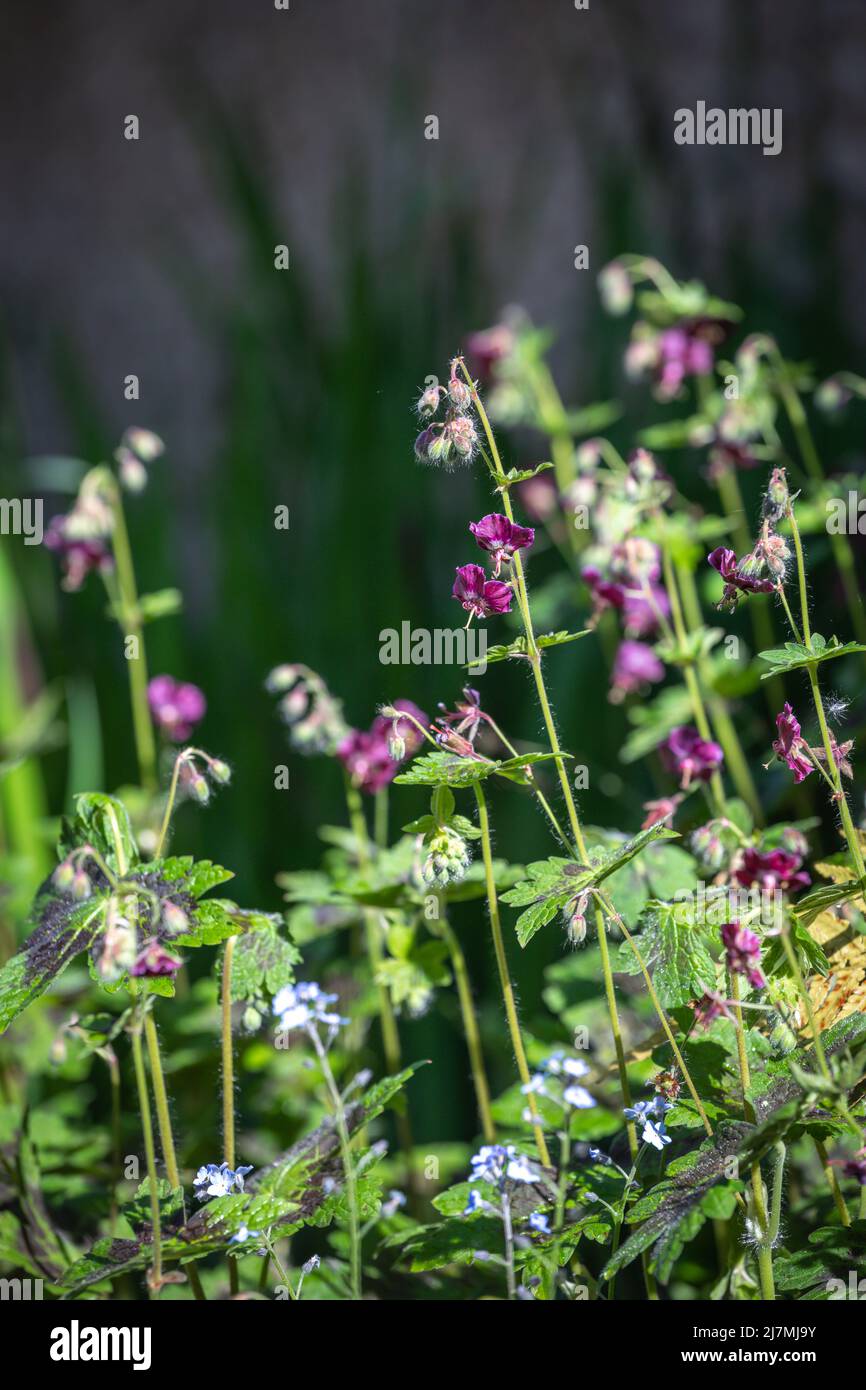 Géranium phaeum var. Phaeum 'Samobor' fleurs avec bleu Forget-me-nots ( Banque D'Images