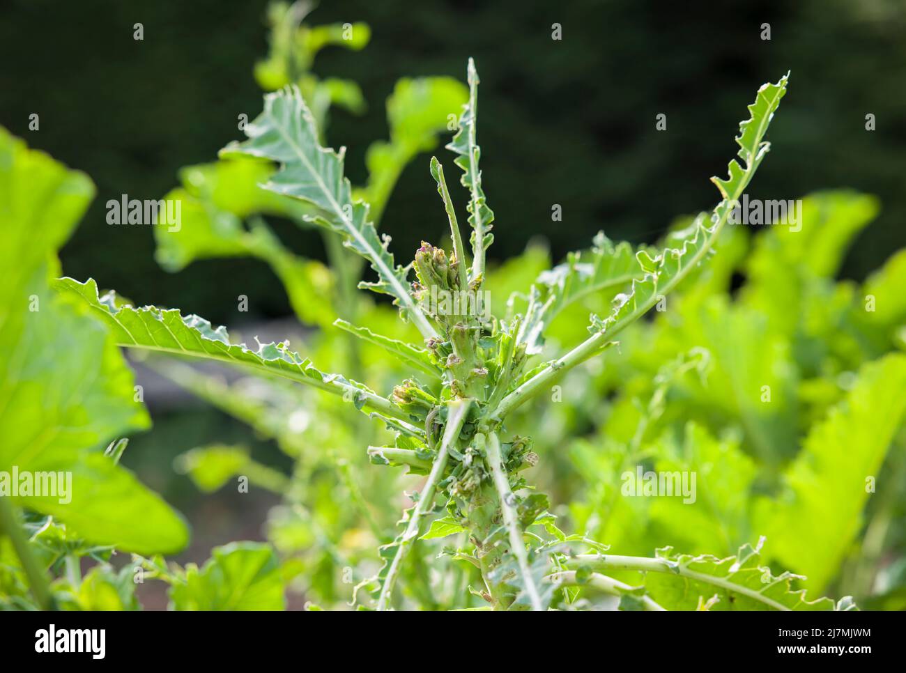 Dommages aux plantes causés par les oiseaux. Feuilles de légumes de kale (brassica) mangées par les pigeons de bois, jardin britannique Banque D'Images