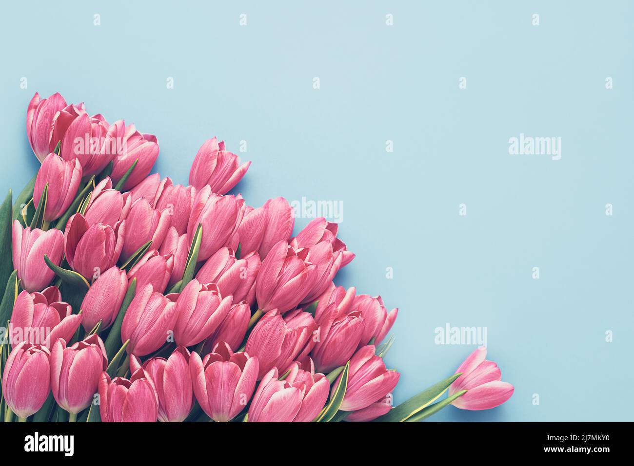 Bouquet de tulipes rose vif sur fond bleu. Fête des mères, jour de la Saint-Valentin, concept d'anniversaire. Vue de dessus, espace de copie pour le texte. Ton Banque D'Images