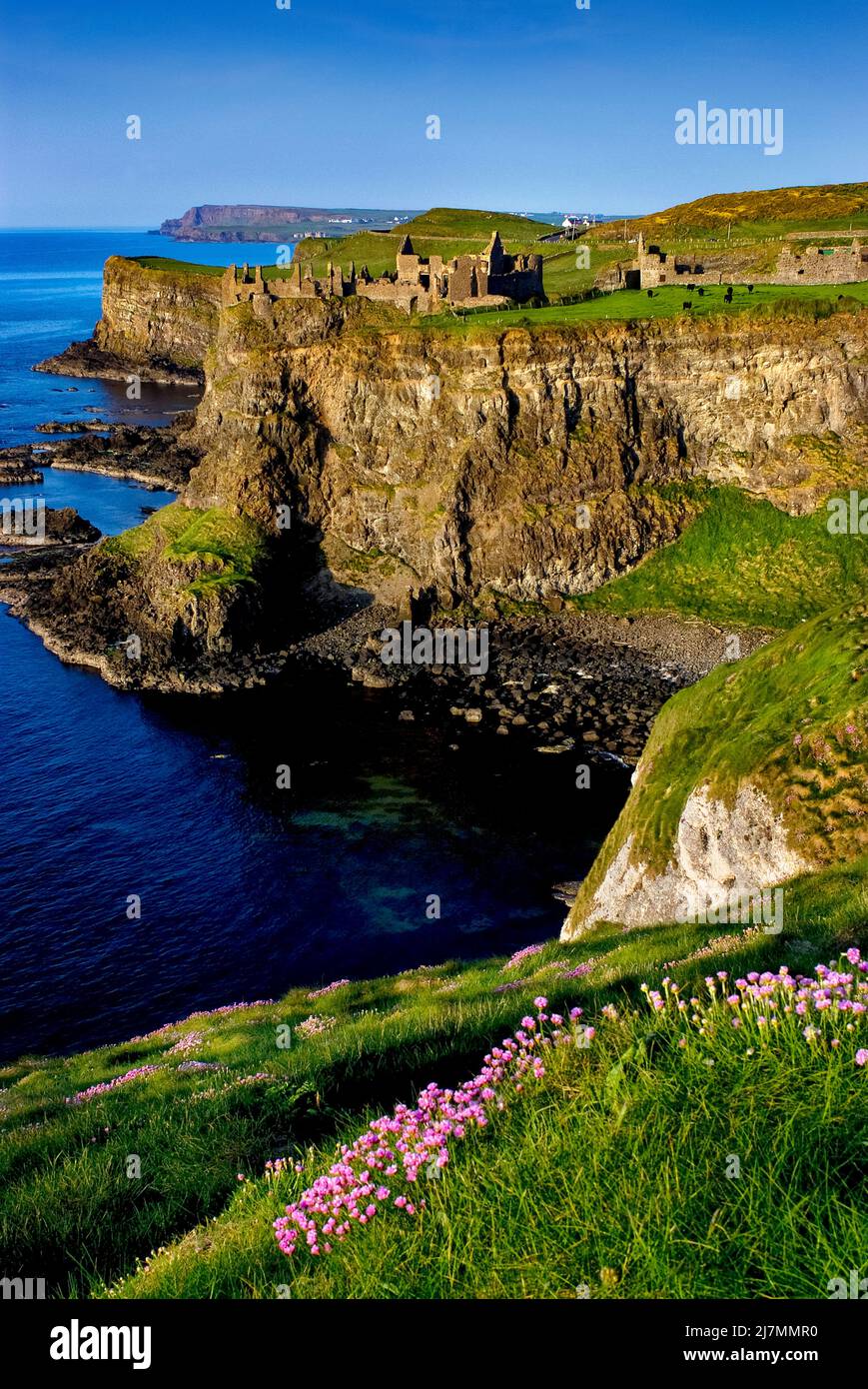 Pinks de mer ou Thrift en fin de soirée soleil à Dunluce Castle, Antrim, macdonnells, côte nord, comté d'Antrim, Irlande du Nord Banque D'Images