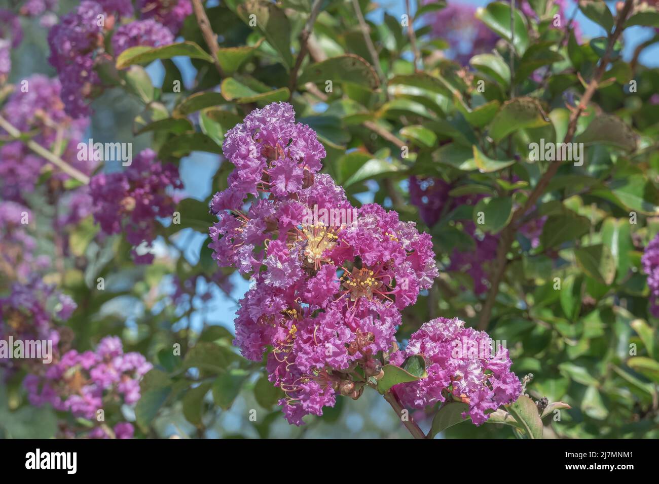 les fleurs de myrte de crape provenant d'arbres vus de près en plein air en été Banque D'Images