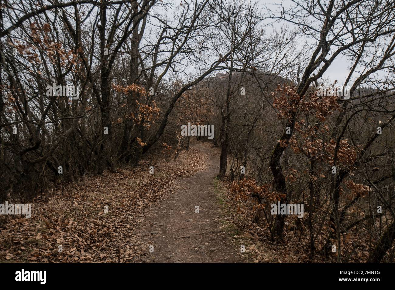 Colline de Visegrad, sentier piétonnier, Hongrie Banque D'Images