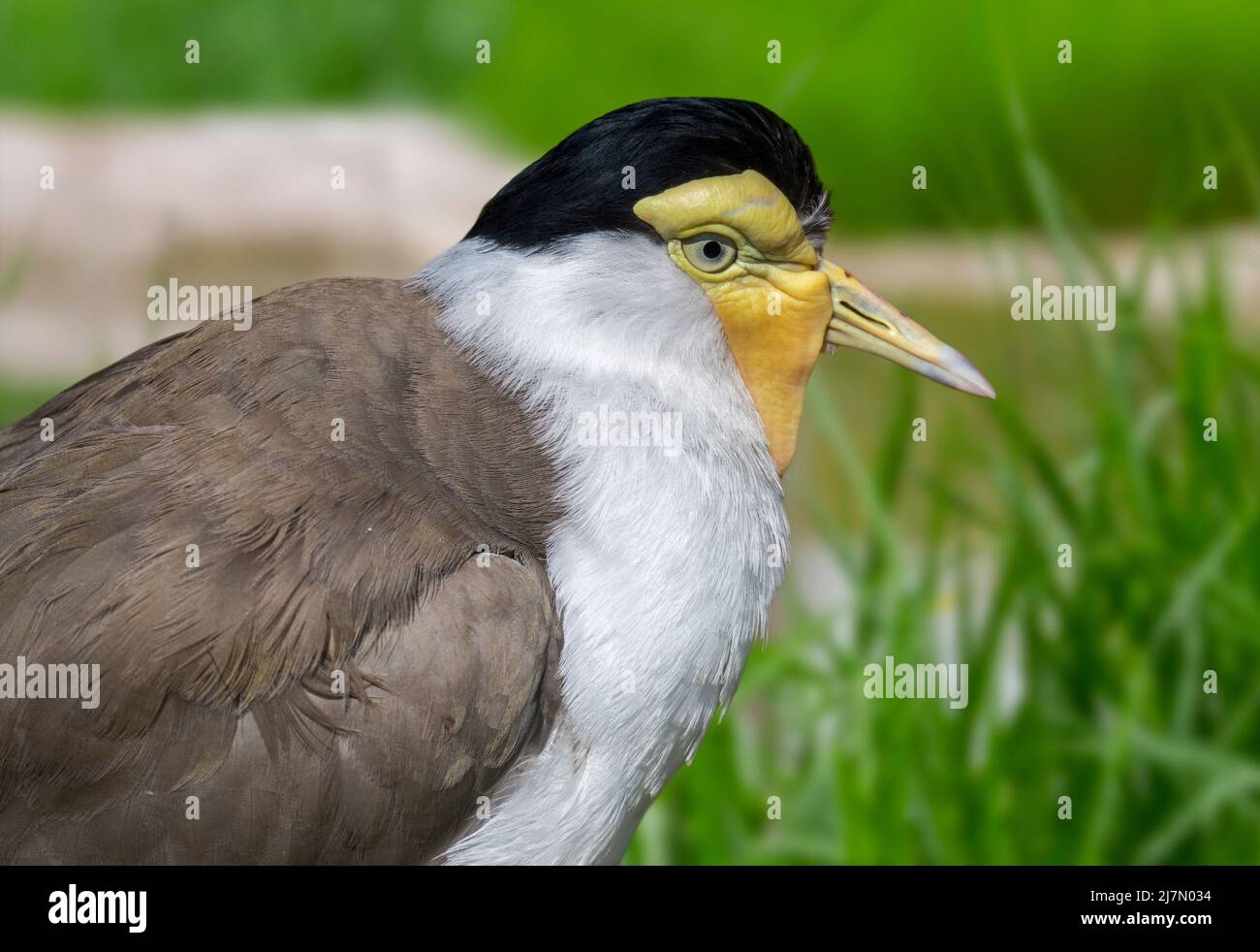 lapwing masqué / pluvier à ailes (Vanellus Miles / Hoplopterus Miles) wader originaire d'Australie, de Nouvelle-Zélande et de Nouvelle-Guinée Banque D'Images