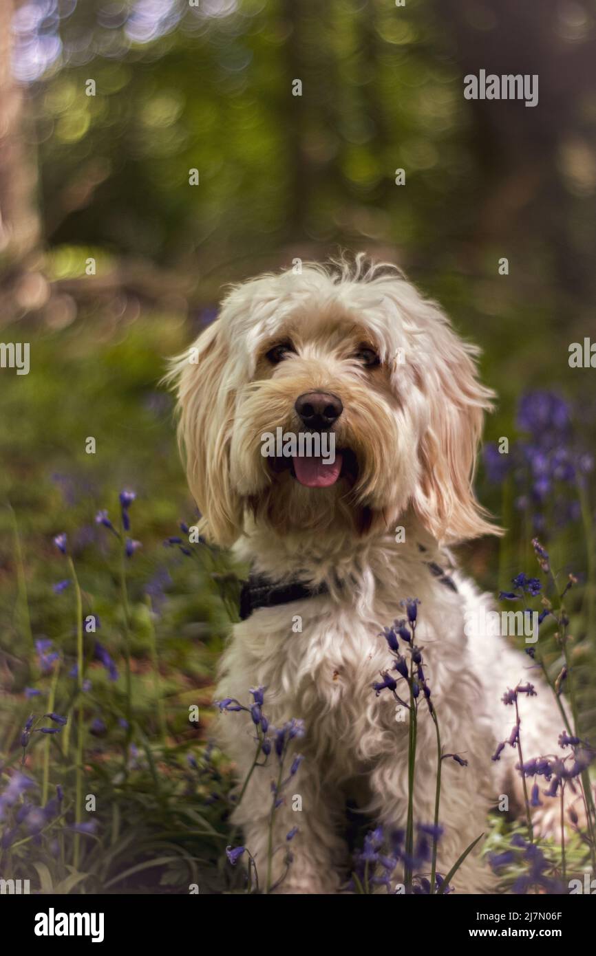 Cockerpoo dans les bois de bluebell Banque D'Images