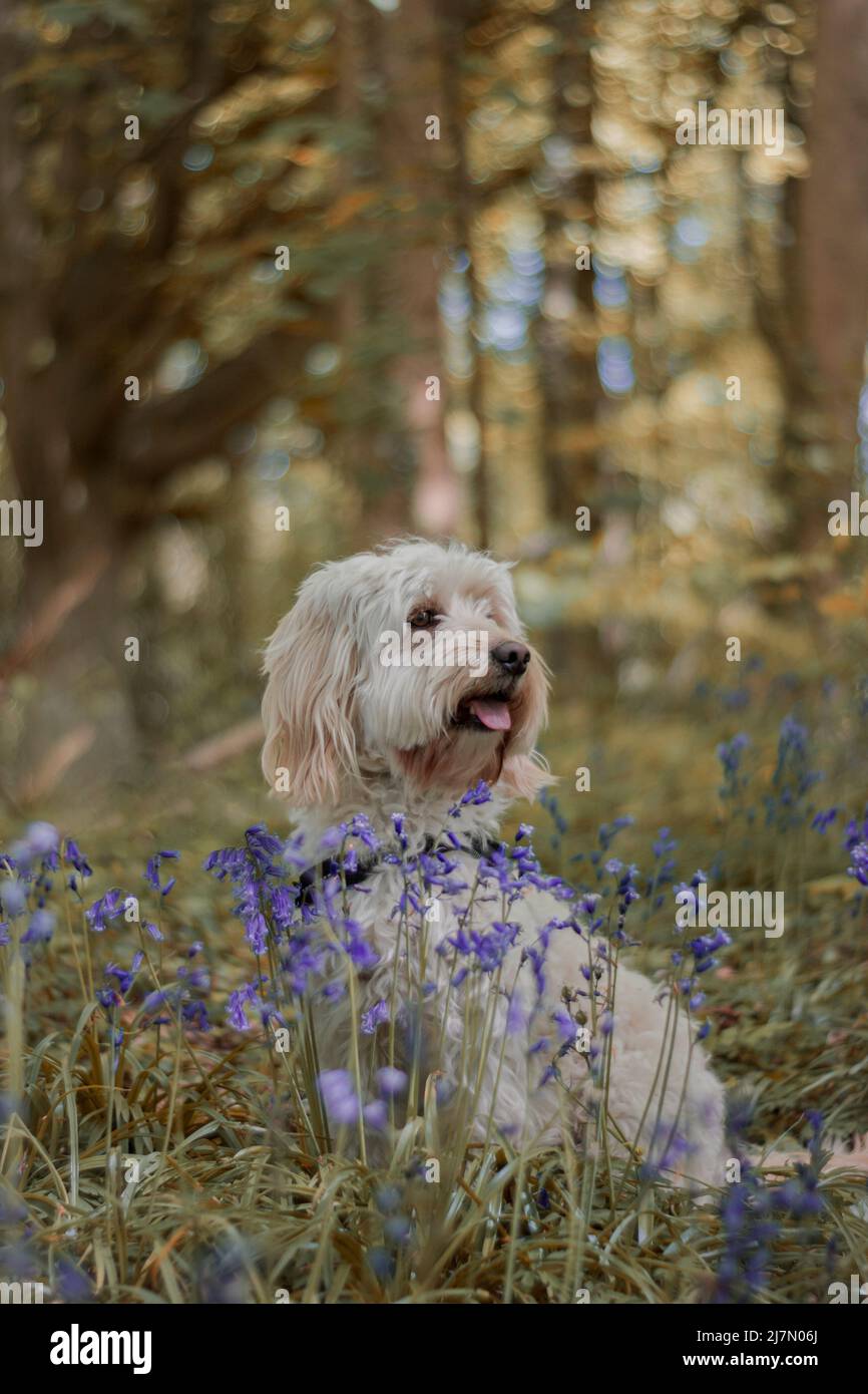 Cockerpoo dans les bois de bluebell Banque D'Images