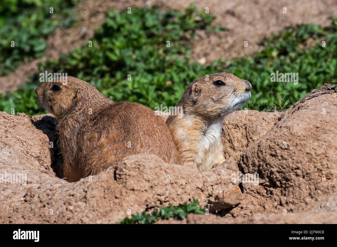 Chiens de prairie à queue noire (Cynomys ludovicianus) indigènes des grandes plaines d'Amérique du Nord à l'entrée des terriers Banque D'Images