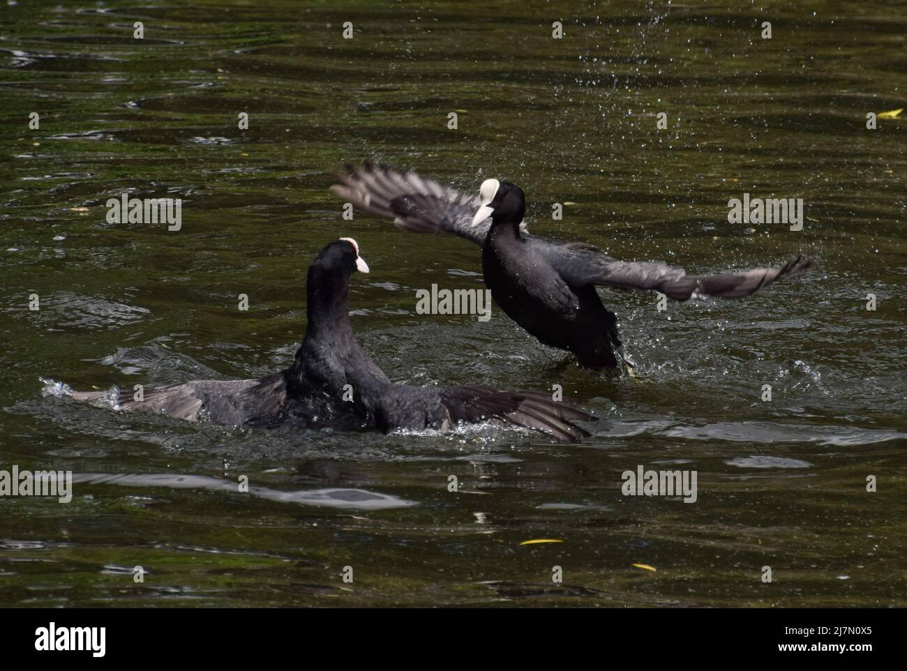 Une paire de cuisiniers eurasiens (Fulica atra) se battent dans un lac. Banque D'Images