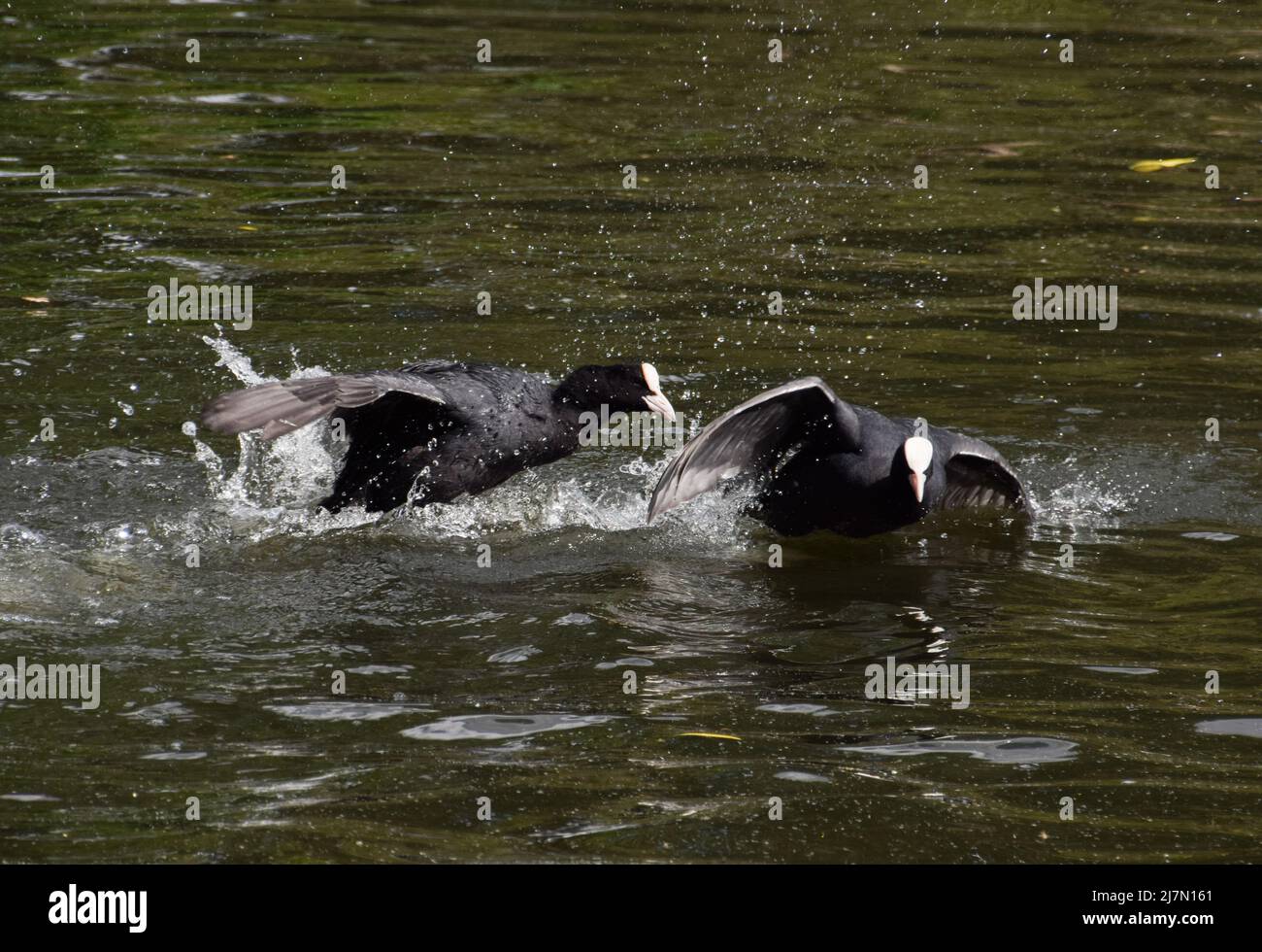 Une paire de cuisiniers eurasiens (Fulica atra) se battent dans un lac. Banque D'Images