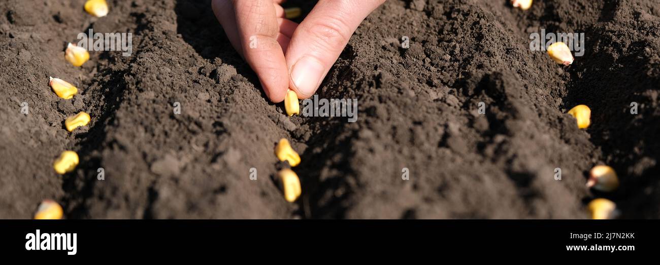 Une vue rapprochée de la main de l'agriculteur met les semences de maïs dans le sol. Plantation de semences dans le sol. Société de semis ou concept agricole. Banque D'Images