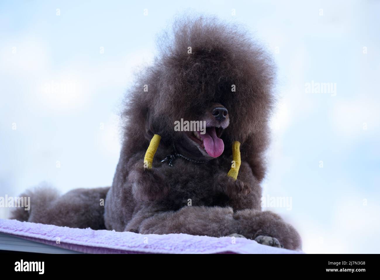Un coolé royal brun repose sur une litière de lilas contre un ciel nuageux. Gros plan. Banque D'Images