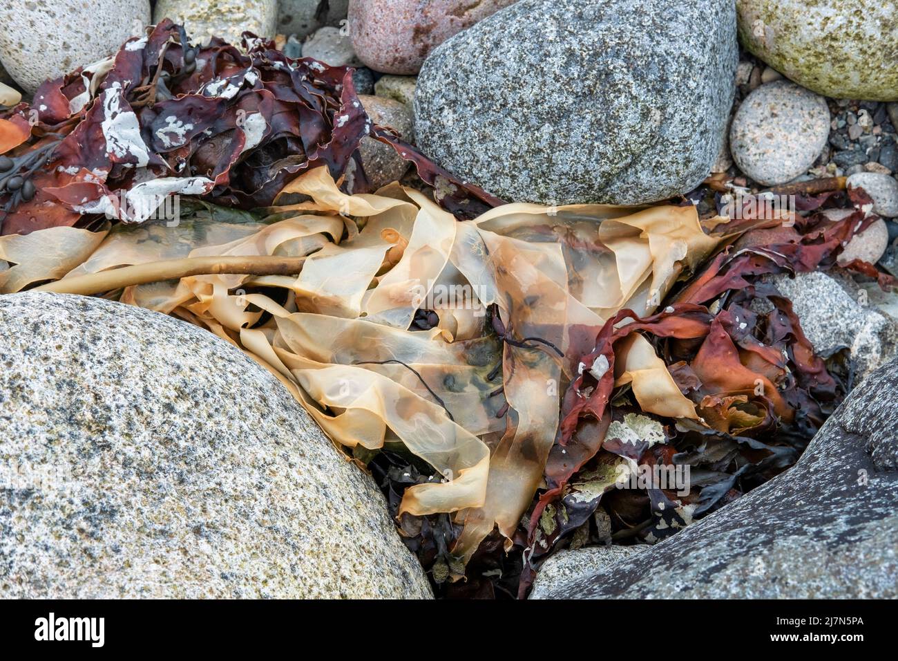 Bandes sèches de Laminaria digitata lavées par les marées sur les rives de l'île de Raasay, algues brunes ou varech qui peuplent les eaux côtières, Écosse Banque D'Images