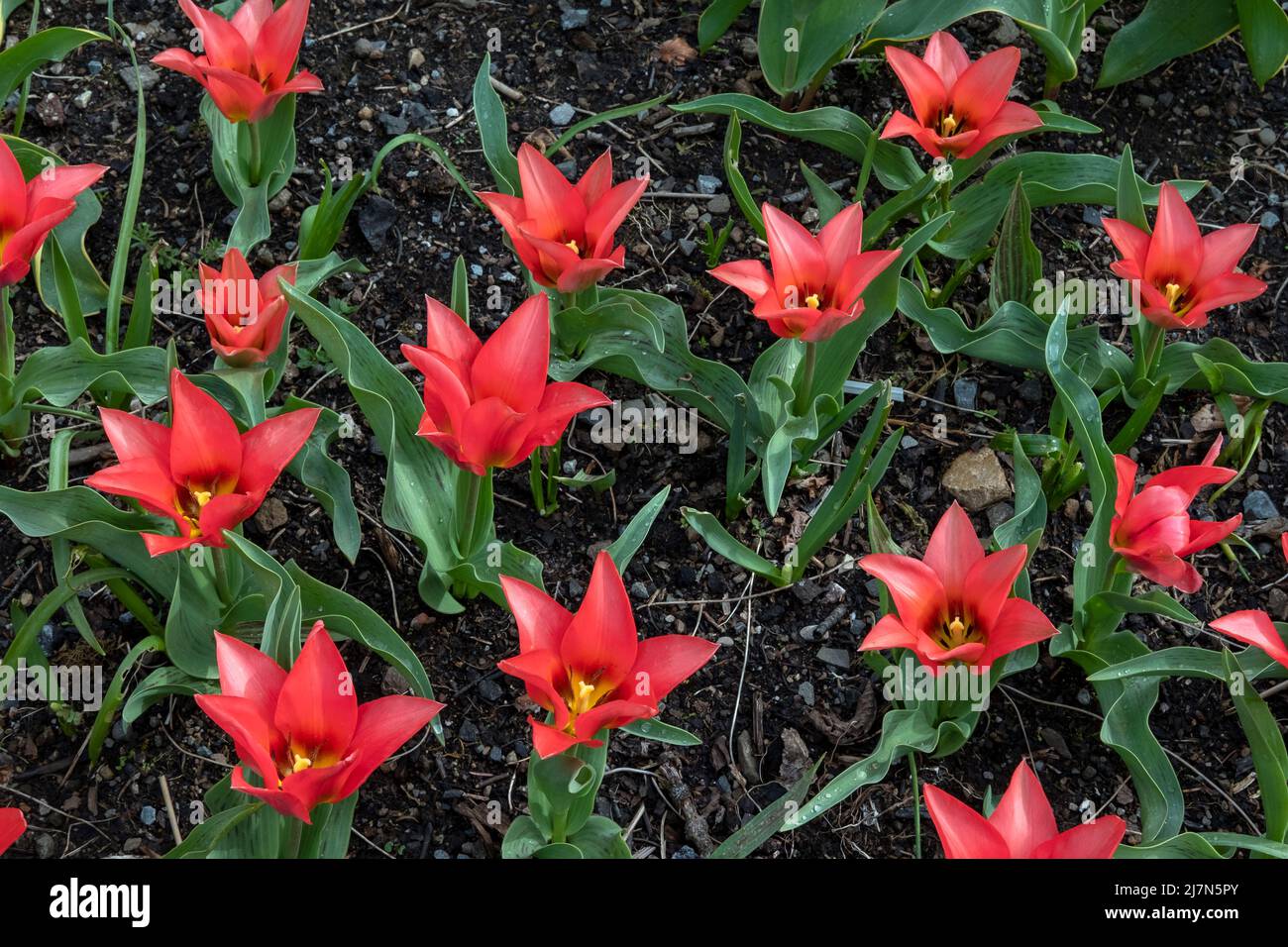 Le Minuet de Tulipa Doll dans un champ, de magnifiques tulipes de viridiflora en forme de nénuphars aux pétales rouge-magenta et aux étamines jaunes en fleur Banque D'Images